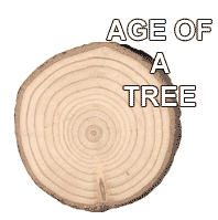 Telling The Age Of A Tree