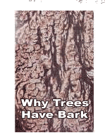 Why Trees Have Bark!